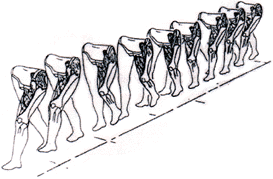 AZIONE DI VARI GRUPPI MUSCOLARI DURANTE LA DEAMBULAZIONE