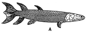 eusthenopteron.JPG (12056 byte)
