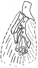 pinnaarchipter.jpg (13747 byte)