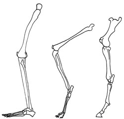 plantigradia.JPG (11378 byte)